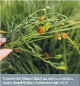  ??  ?? Hoewel dié klawer bloot as onkruid beskou word, besef Slabbert deesdae dat dit ’n groot rol in sy grondgeson­dheid speel.