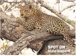  ??  ?? SPOT ON Male leopard