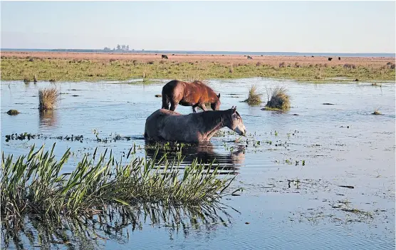  ?? archivo ?? Los Esteros del Iberá es una de las áreas protegidas de la Argentina