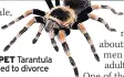  ??  ?? PET Tarantula led to divorce