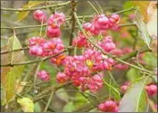  ??  ?? Euonymus europaeus ‘Red Cascade’