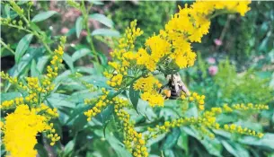  ?? MARKCULLEN.COM ?? Goldenrod is popular with hundreds of species of insects and spiders, and the flower’s blooms and stalks sustain them through a year-round cycle.