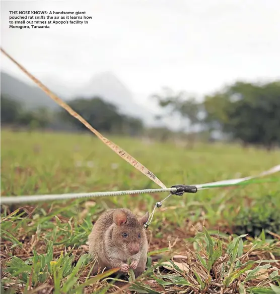  ??  ?? THE NOSE KNOWS: A handsome giant pouched rat sniffs the air as it learns how to smell out mines at Apopo’s facility in Morogoro, Tanzania