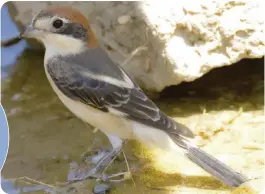  ??  ?? A migratory bird spotted in Kuwait.