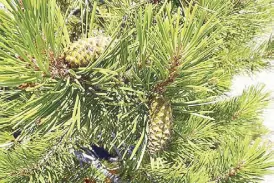  ??  ?? Immature pinecones are a sight to behold.