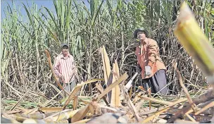  ?? Picture: FILE ?? Sanjay Kumar, left, with Pradeep Kumar busy harvesting cane at Drasa in Lautoka. A writer says the sugar industry has lost its attractive­ness and unfortunat­ely grass growing on idle land.