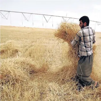  ??  ?? Ein Landwirt im Südirak erntet Getreide. Saudi-Arabien interessie­rt sich für das irakische Ackerland.