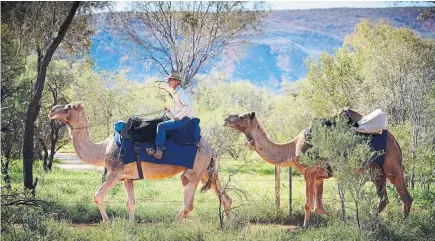  ??  ?? Marcus Williams, guiando sus camellos por las proximidad­es de Alice Springs.