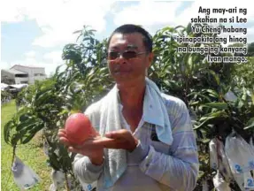  ??  ?? Ang may-ari ng sakahan na si Lee Yu Cheng habang ipinapakit­a ang hinog na bunga ng kanyang Ivan mango.