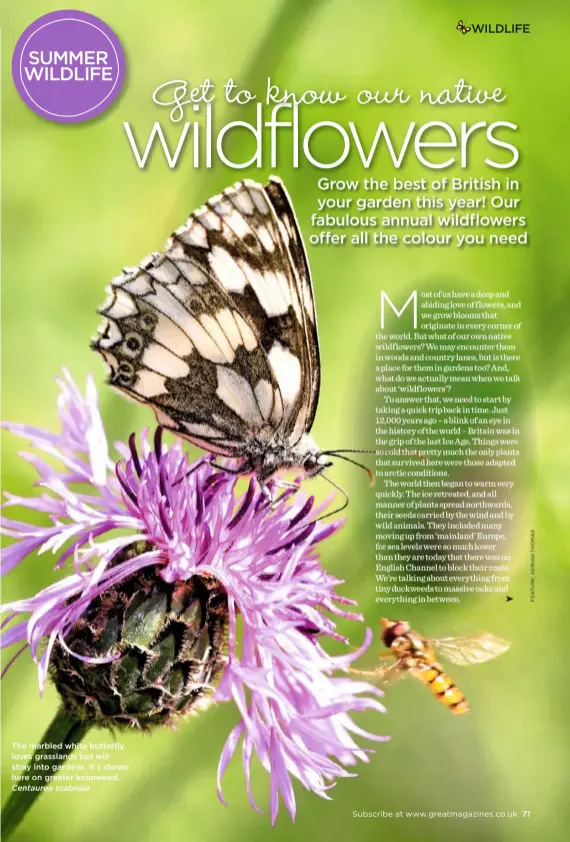  ??  ?? The marbled white butterfly loves grasslands but will stray into gardens. It’s shown here on greater knapweed, Centaurea scabiosa