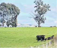  ?? PHOTO: LINDA ROBERTSON ?? A rural vista . . . Beef cows and calves graze on a farm near Clinton.
