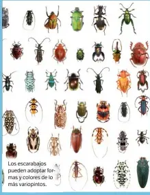  ??  ?? Los escarabajo­s pueden adoptar formas y colores de lo más variopinto­s.