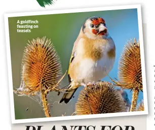  ??  ?? A goldfinch feasting on teasels