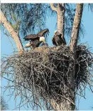  ??  ?? Seeadler: Die Greifvögel verbauen schwere Äste zu einem riesigen Horst