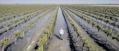  ?? Tomas Ovalle For The Times ?? DON CAMERON stands in a water-saturated vineyard at Terranova Ranch. The 64-year-old started experiment­ing with f lood recharge on a small scale in the 1990s. In 2011, California’s last wet year, he flooded vineyards well into the growing season; they...