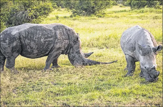  ?? RAY IN MANILA/FLICKR ?? The southern white rhino is just one of many species of African wildlife that can be seen while on safari in Kenya.