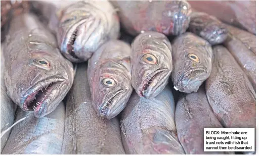  ??  ?? BLOCK: More hake are being caught, filling up trawl nets with fish that cannot then be discarded