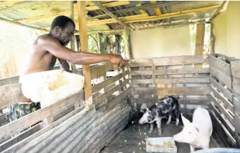  ?? RICARDO MAKYN/ CHIEF PHOTO EDITOR ?? Desmond Williams feeds his pigs in Ellerslie Pen, Spanish Town, on April 18. The Jamaica Pig Farmers Associatio­n has lamented the falloff in sales of pork and pork products amid the COVID19 pandemic.