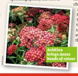  ??  ?? Achillea brings dense heads of colour