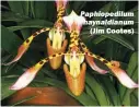  ??  ?? (Jim Cootes) Paphiopedi­lum haynaldian­um