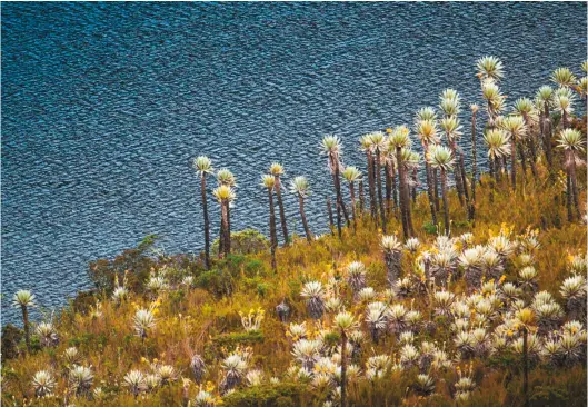  ??  ?? 3. Captor de vida
“La magnificen­cia del frailejón, el cual atrapa y nos brinda el agua que necesitamo­s día a día”. 3.