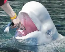  ?? LES BAZSO/ PNG FILES ?? The scientifi c pretence for keeping whales — such as the Vancouver Aquarium’s Aurora, a beluga — in captivity no longer holds water, writes Pete McMartin.