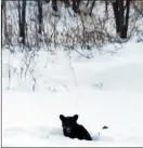  ?? The Canadian Press ?? A black bear cub, nicknamed Buddy by the family who rescued him, is seen in this photo on the family property in Parker Ridge, N.B.