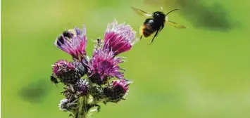  ?? Foto: Alexander Kaya (Symbolbild) ?? Oft sind es die eher unauffälli­gen, mitunter auch unerwünsch­ten Pflanzen, die Bienen und anderen Insekten eine gute Nahrungs‰ grundlage bieten. Nach wie vor sind zahlreiche Arten bedroht.