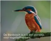  ??  ?? De Biesbosch is ook een paradijs voor vogelliefh­ebbers.