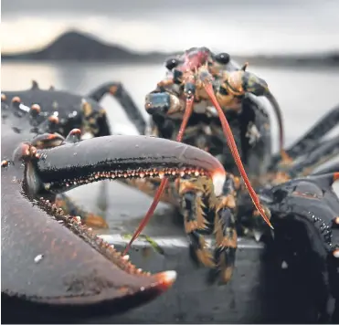  ?? Pictures: Reilly Shellfish/PA. ?? The Lobster Hut in Crail provides a flavour of the type of eaterie the developer hopes to bring to Arbroath.