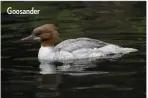  ??  ?? Goosander