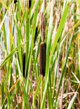  ??  ?? Bulrushes, Typha latifolia, are always found near water, including flooded areas (above). Common water crowfoot, with its buttercup-like flowers, can form mats on the water (below).