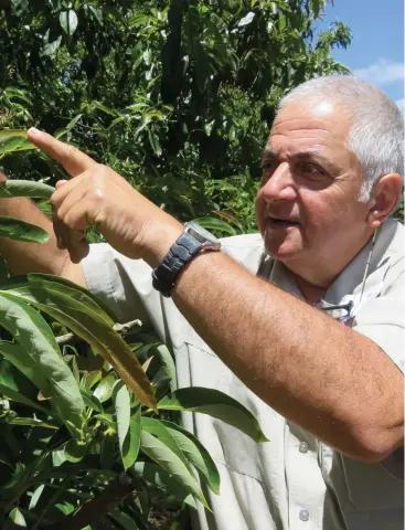  ?? Picture: DAVID ANTHONY ?? VALUABLE: Avocado farmer Jim Kochi, the chairman and North Queensland director of Avocados Australia, was delighted to find late-setting fruit in his orchard.