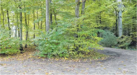  ?? FOTO: THOMAS WARNACK ?? Das ist der Tatort in einem Waldstück in der Nähe von Heiligkreu­ztal.