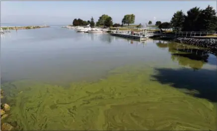  ?? PAUL SANCYA — THE ASSOCIATED PRESS ?? Algae floats in the water at the Maumee Bay State Park marina in Lake Erie in Oregon, Ohio, on Friday. Pungent, ugly and often-toxic algae is spreading across U.S. waterways, even as the government spends vast sums of money to help farmers reduce...