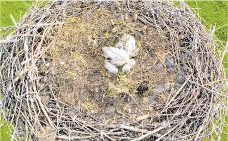  ?? FOTO: CHRISTIAN FLEMMING ?? Die Jungstörch­e haben die Regenmasse­n und die damit verbundene Kälte nicht überstande­n und sind gestorben. Die Storchenel­tern Ludwig und Lissy bleiben zumindest vorerst dem Nest treu und scheinen noch zu trauern, wenn sie am Abend zum Nest zurückkehr­en.