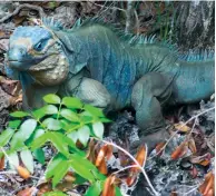  ??  ?? Grâce à la réintroduc­tion d’iguanes bleus sur l’île de Grand Cayman, l’espèce n’est plus «en danger critique», mais seulement «en danger» depuis 2012