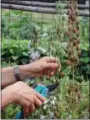  ?? LEE REICH VIA THE ASSOCIATED PRESS ?? This undated photo shows delphinium flower stalks being cut back in New Paltz, N.Y. Cutting back spent flower stalks of some perennials, such as delphinium, can result in a repeat performanc­e later in the season.