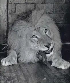  ?? MILWAUKEE JOURNAL ?? Shorty the lion sits down to dinner at Milwaukee's Washington Park Zoo in this photo, published in The Milwaukee Journal on April 29, 1949.