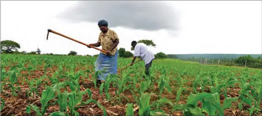  ??  ?? From the soil: Local farmers expect better harvests this year