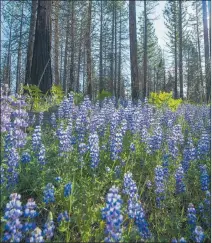  ?? ?? Lupine blankets the ground within the Sierra forest. Photo: Chris Migeon