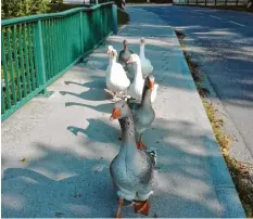  ?? Foto: Kunigunde Behringer ?? Federvieh mit viel Charakter: Die „Graue Eminenz“führt die Gänseschar auf dem Weg zur Paar an.