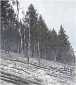  ?? DARRYL DYCK THE CANADIAN PRESS ?? An area burned by the Shovel Lake wildfire near Fort Fraser, B.C., last week. Campfires, cigarettes and flares are some ways humans have probably started more than 400 wildfires this season.