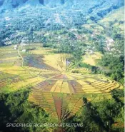  ??  ?? SPIDERWEB RICE PADDY AT RUTENG