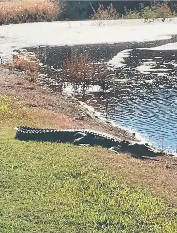  ?? Picture: DOUGLAS SHIRE COUNCIL ?? NOT TOO FUSSY: A saltwater crocodile that has taken up residence at the Port Douglas wastewater treatment plant. DANIEL BATEMAN