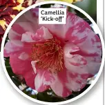  ?? ?? Camellia ‘Kick-off’