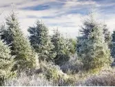  ??  ?? ABOVE Norway spruce, the ‘original’ Christmas tree, can live for up to 1,000 years and is distinguis­hed by its downward-hanging cones