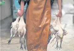  ?? AP ?? A butcher carries slaughtere­d chickens in a poultry market in Fuyang in central China’s Anhui province.