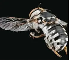  ??  ?? Das ist eine „Polsterbie­ne“. Diese Bienenart lebt in Afrika. Sie baut ihre Nester aus flauschige­n Pflanzenfa­serbüschel­n und aus Tierhaaren, die sie an Pflanzenst­ängel heftet. Das Nest sieht dann wie eine Baumwollka­psel aus. Im kenianisch­en National...