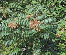  ?? SUBMITTED PHOTO ?? The invasive spotted lantern fly is attracted to Chinese tree of heaven plantings.